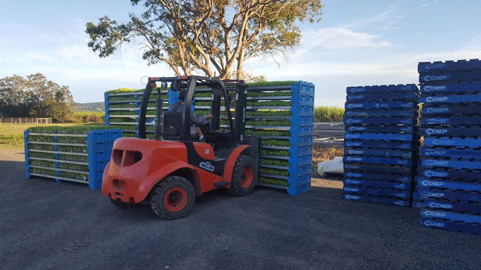 Rough Terrain Forklift with 65hp Diesel Engine