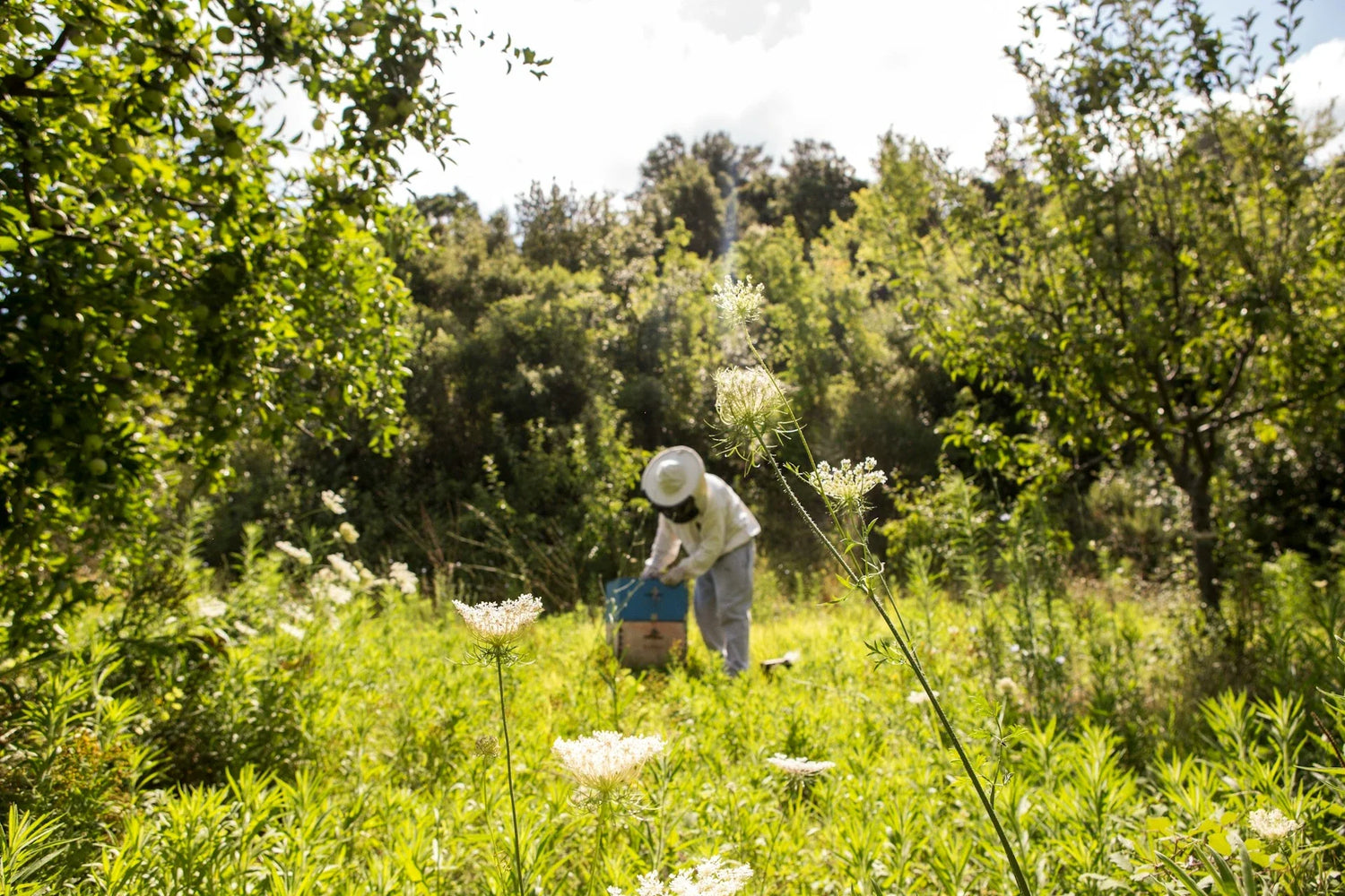 For Beekeepers